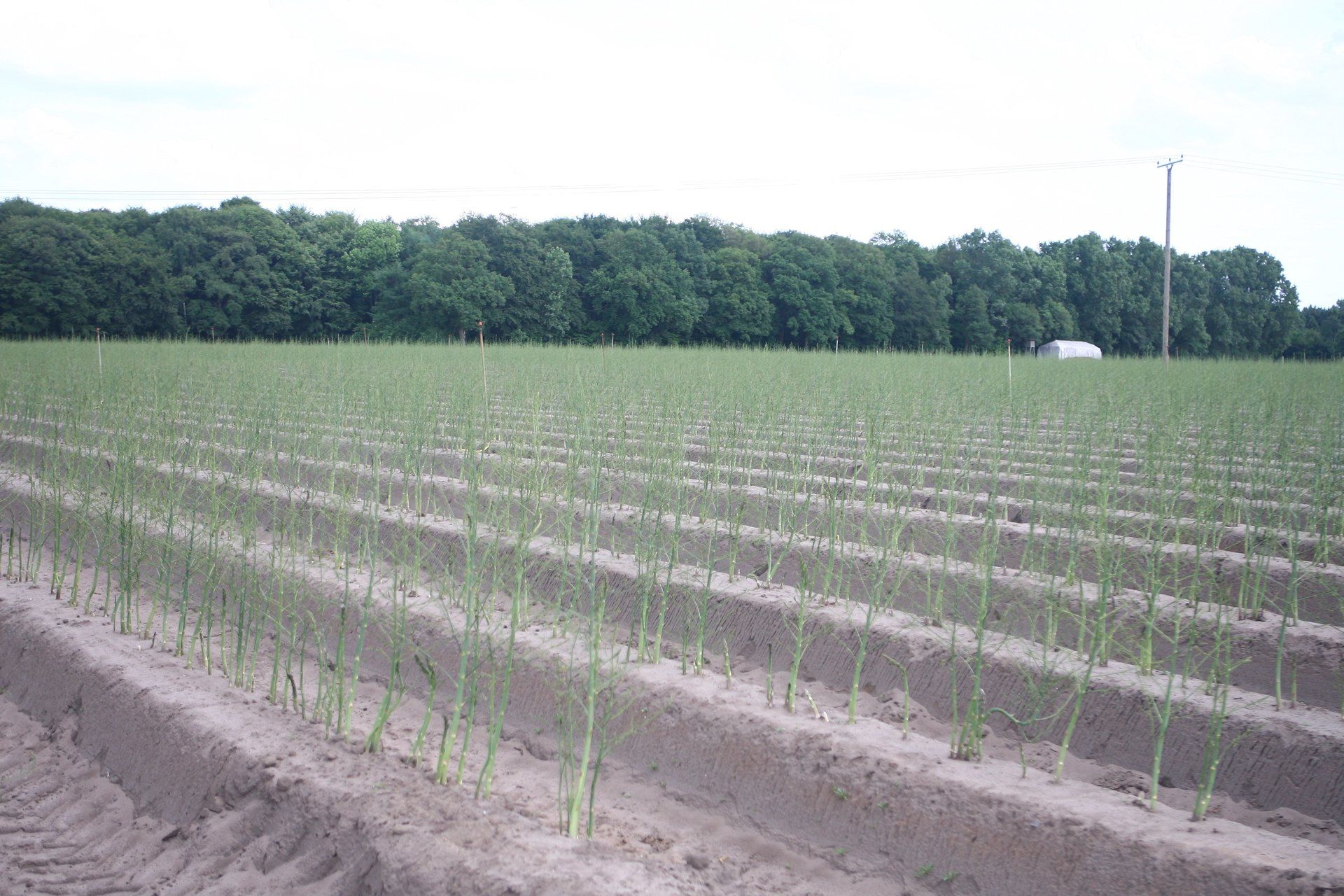 Erdbeerfeld zur Erntezeit