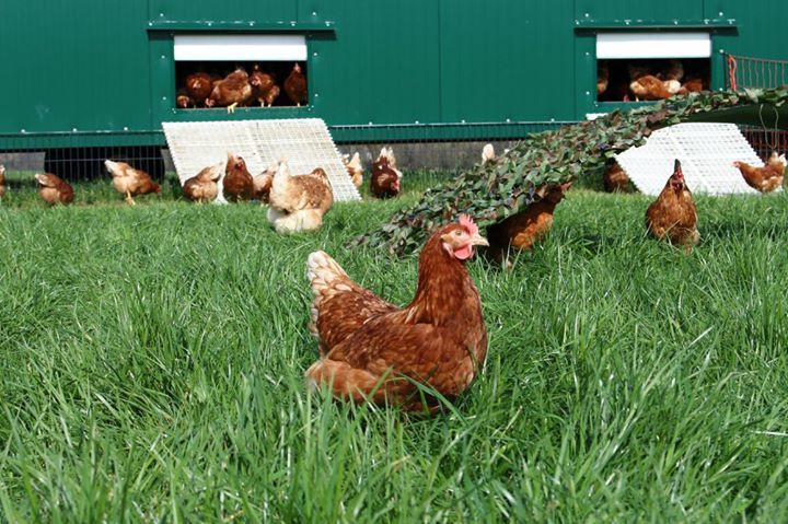 Hähnchen im Grünauslauf