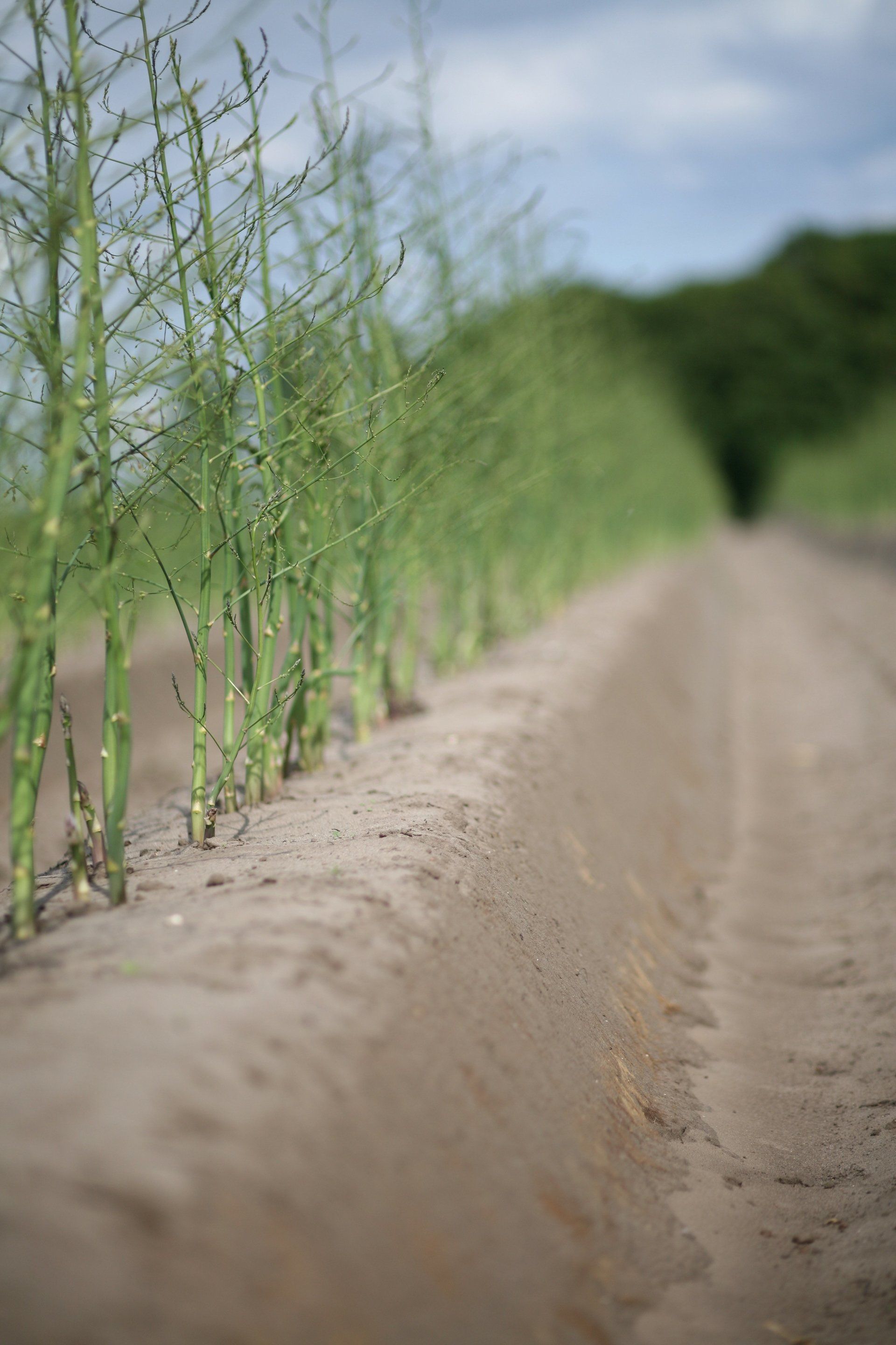 Frisch gestochener Spargel